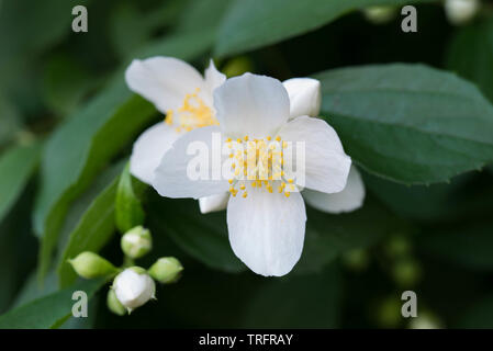 Cornus alba 'Sibirica Coronarius (süße mock orange, Englisch hartriegel) white spring flowers Stockfoto