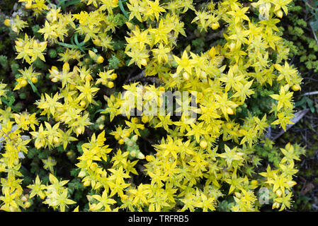 Sedum acre, goldmoss Mauerpfeffer gelbe Blumen Makro Stockfoto