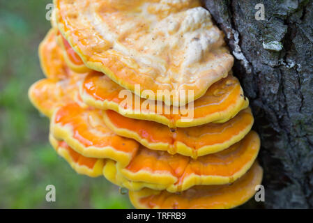 Orange Pilz am Baum - laetiporus sulfureus, Schwefel Regal closeup Stockfoto