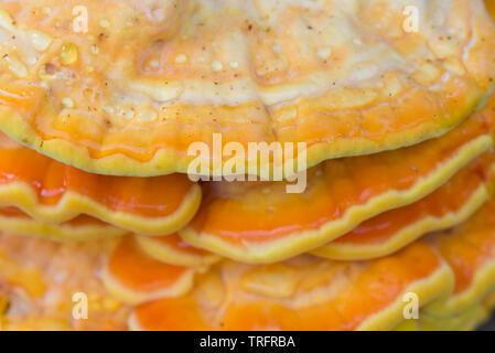 Orange Pilz am Baum - laetiporus sulfureus, Schwefel Regal closeup Stockfoto