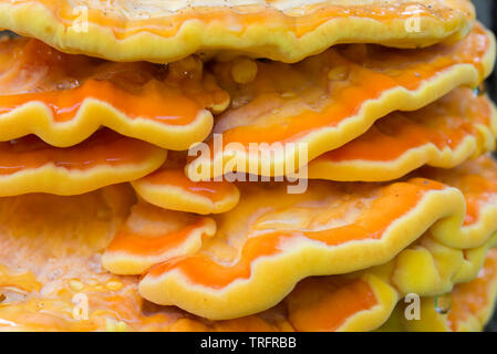 Orange Pilz am Baum - laetiporus sulfureus, Schwefel Regal closeup Stockfoto