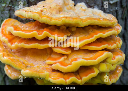 Orange Pilz am Baum - laetiporus sulfureus, Schwefel Regal closeup Stockfoto