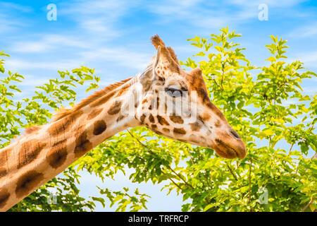 Seitenansicht des giraffe Kopf. Blauer Himmel und Baum Hintergrund. Stockfoto