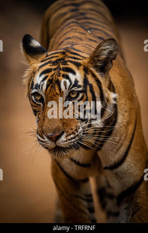 Eine weibliche Tiger auf einem abendlichen Spaziergang kommen direkt zu unseren Safari Fahrzeug im Ranthambore Nationalpark, Rajasthan, Indien Stockfoto