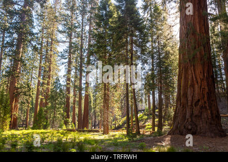 Mariposa Grove, Yosemite National Park, Kalifornien, USA Stockfoto