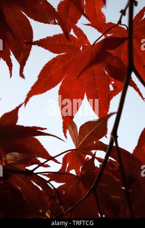 Red Japanese maple leaves lit by sun in the morning Stockfoto