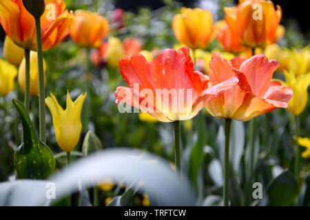 Rote, orange und gelbe Tulpen blühen im Frühjahr auf Blumen Insel, Deutschland Stockfoto