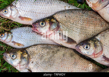 Süßwasserfische, die gerade aus dem Wasser genommen werden. Haufen von Süßwasser Fischfang auf dem grünen Rasen. Einige Brassen Fisch, Fisch Karausche, Plötze Fisch, düster Fi Stockfoto