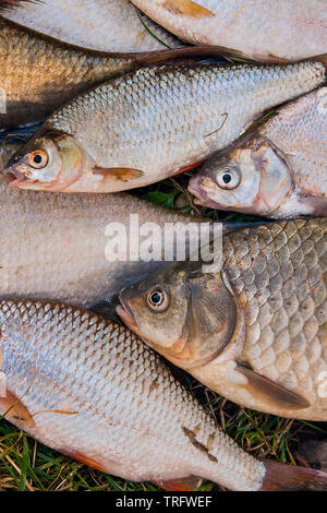 Süßwasserfische, die gerade aus dem Wasser genommen werden. Haufen von Süßwasser Fischfang auf dem grünen Rasen. Einige Brassen Fisch, Fisch Karausche, Plötze Fisch, düster Fi Stockfoto