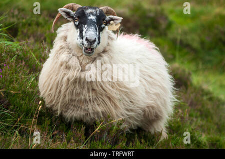 Sheep Ireland Porträt von irischen Schwarzgesichtsschafen mit langem Fleece, das auf einer üppig grünen Wiese weidet Stockfoto