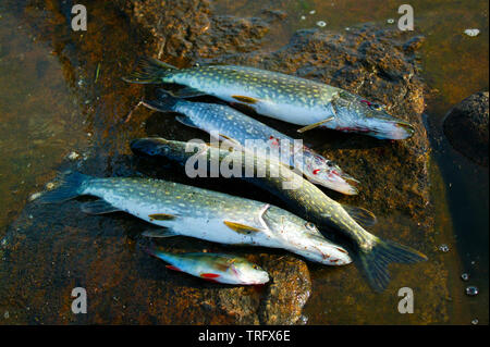 Vier Northern Pike, Esox lucius, und einen gemeinsamen barsch Perca fluviatilis, im See Vansjø in Østfold, Norwegen gefangen. Der See Vansjø und die umliegenden Seen und Flüsse sind ein Teil des Wassers, das System namens Morsavassdraget. September, 2006. Stockfoto