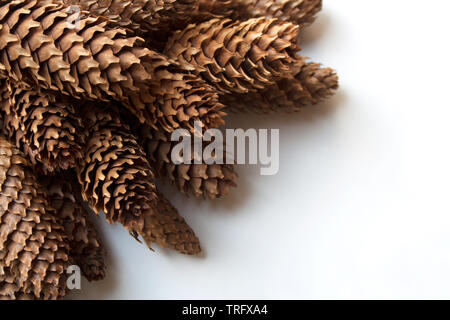 Conifer kegel Ecke auf weißem Hintergrund Nahaufnahme Stockfoto