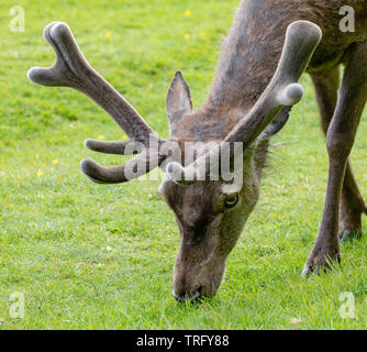 Red deer Hirsch Cervus elaphus mit samt Geweih während Regrowth abgedeckt und der Mauser Phase im Frühjahr - Ashton Court Bristol Stockfoto