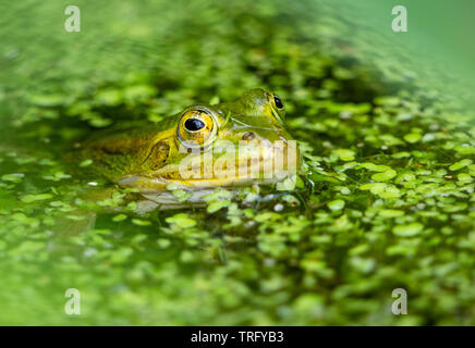 Marsh Frosch Pelophylax ridibundus in Somersetshire Kohle Kanal in der Nähe von Bath UK Stockfoto