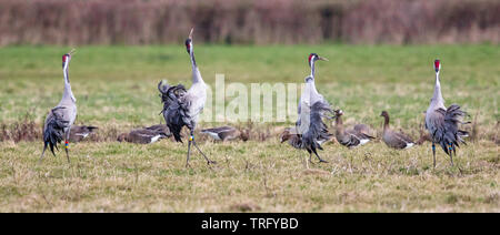 Vier gemeinsamen Kraniche (Grus Grus) ihre extravaganten Tanz Anzeige auf Wasser Wiesen durch die Severn Estuary in Gloucestershire Stockfoto