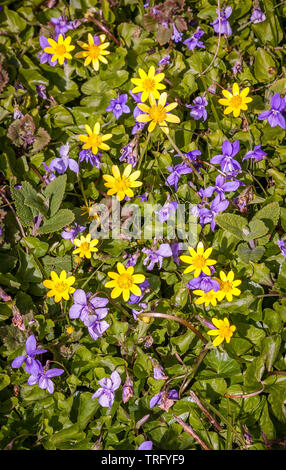 Kontrastierende Farben von scharbockskraut Ranunculus ficaria und gemeinsamen Hund Veilchen Viola riviniana wachsen zusammen auf einer sonnigen Bank in Derbyshire UK Stockfoto