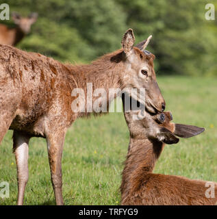 Junge Rotwild Hirsche Cervus elaphus mit gegenseitiger Unterstützung nach Shedding Geweih während Regrowth und Mauser Phase im Frühjahr - Ashton Court Bristol Stockfoto