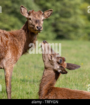 Junge Rotwild Hirsche Cervus elaphus mit gegenseitiger Unterstützung nach Shedding Geweih während Regrowth und Mauser Phase im Frühjahr - Ashton Court Bristol Stockfoto