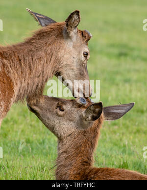 Junge Rotwild Hirsche Cervus elaphus mit gegenseitiger Unterstützung nach Shedding Geweih während Regrowth und Mauser Phase im Frühjahr - Ashton Court Bristol Stockfoto