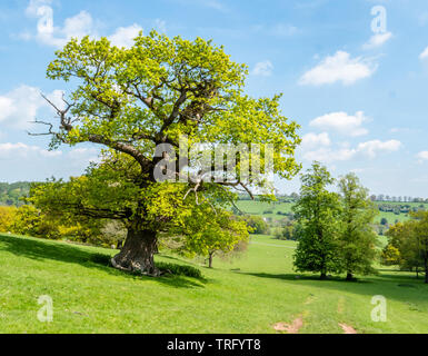 Alte englische Eiche Quercus robur in frischem Gewand an okeover Park in Staffordshire, Großbritannien Stockfoto