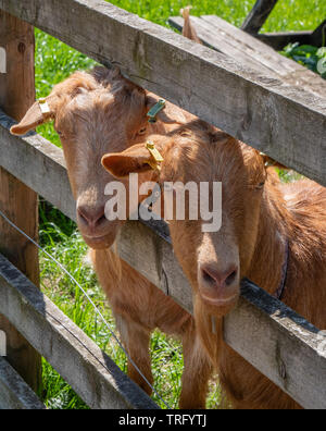 Junger Hausziegen Capra aegagrus hircus durch ein Bauernhof Zaun auf einem Derbyshire Bauernhof Stockfoto