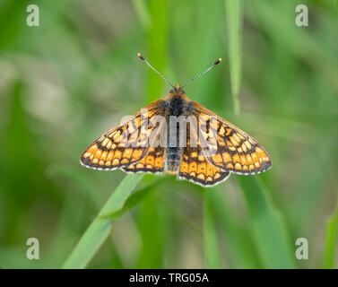 Marsh fritillary Schmetterling Euphydryas aurinia an Erdbeere Banken in den Cotswold Hills von Gloucestershire, Großbritannien Stockfoto