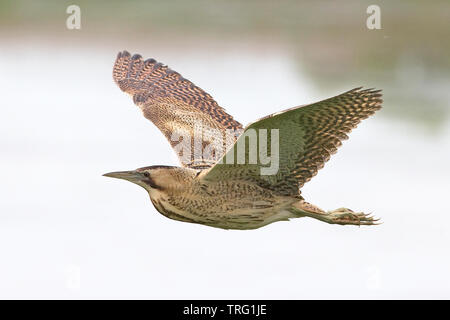 Rohrdommel (Botaurus Stellaris) Stockfoto