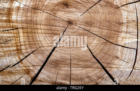Sehr detaillierte Zusammenfassung Hintergrund mit close-up der Säge schneiden von Holz. Teil der Holz- Querschnitt mit konzentrischen Kreisen von alter Ringe Muster und na Stockfoto