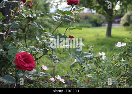 Rote Rosen Bush mit einem schönen erholsamen Garten im Hintergrund. Stockfoto