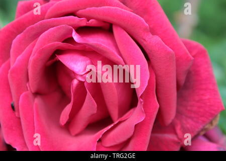 Rosen Sträucher Garten Stockfoto