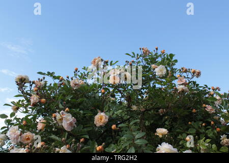 Rosen Sträucher Garten Stockfoto