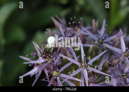 Weiße spinne Essen eine Biene auf einer purple Spider-closeup der Natur in Aktion auf einem Allium cristophii Stockfoto