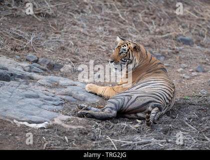 Bengaler Tiger - Tigress Sultana T-107 Stockfoto