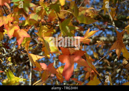 Blätter im Herbst, Auckland Cornwall Park Stockfoto