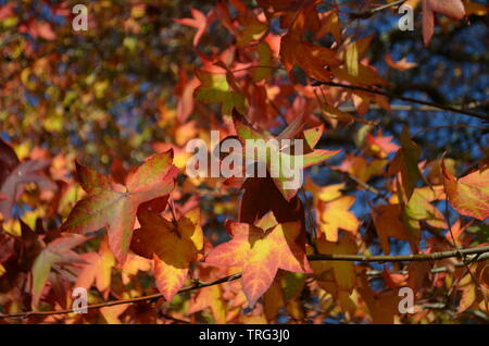 Blätter im Herbst, Auckland Cornwall Park Stockfoto