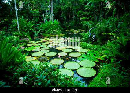 Lily Pads in Singapur Botanischen Gärten Stockfoto