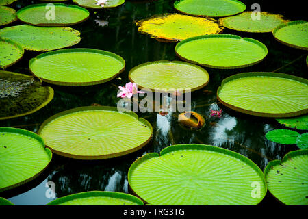 Lily Pads in Singapur Botanischen Gärten Stockfoto