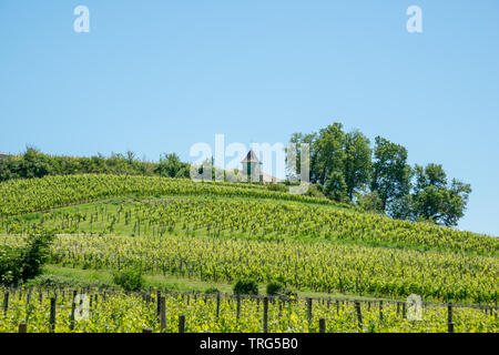 Saint-Emilion (Gironde, Frankreich), Weinberge des Dorfes Stockfoto