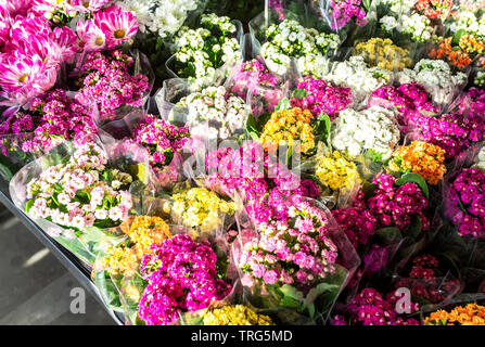 Verschiedene bunte dekorative Blumen als Natur Hintergrund. Schön blühen bunte Blumen Stockfoto