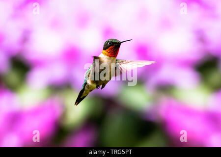 Männliche Ruby-Throated Hummingbird schweben vor einem Pink Rhododendron Bush. Stockfoto