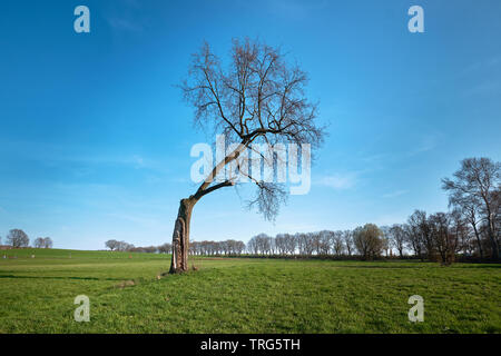 Ein hohes, krumm und blattlosen Baum steht allein auf einem Feld, Gasse Bäume im Hintergrund Stockfoto