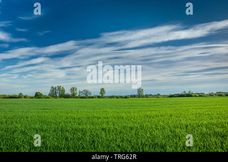 Green field Belt, Horizont und weißen Wolken am blauen Himmel - Ansicht im Frühling Stockfoto