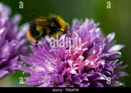 Eine Hummel an der Blüte einer Schnittlauch (Allium schoenoprasum) Stockfoto