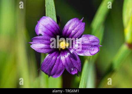 Die purpurrote Blume eines Western Blue-eyed Grass (Sisyrinchium bellum) Stockfoto