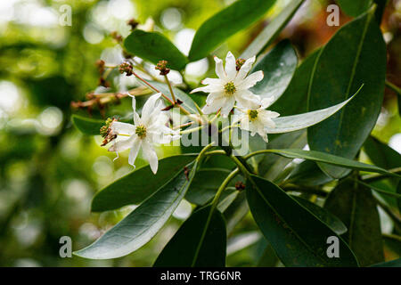 Die Blüten der Winter Rinde (Drimys winteri) Stockfoto