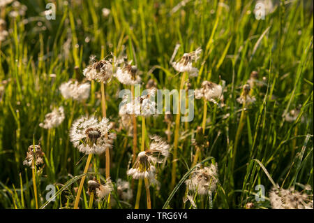 Die leuchtende "clock" seedheads von Löwenzahn, Taraxacum officinalis, wachsen schnell in einen Rasen in der Notwendigkeit, die in der Morgendämmerung Stockfoto