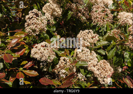 Attraktive Côte d'Ivoire, weiße Blüten von Red Robin, Photinia x fraseri, ein immergrüner Strauch wächst in kleine Baum, Blüte in der Mitte und Ende der Feder Stockfoto