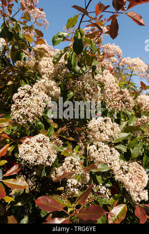 Attraktive Côte d'Ivoire, weiße Blüten von Red Robin, Photinia x fraseri, ein immergrüner Strauch wächst in kleine Baum, Blüte in der Mitte und Ende der Feder Stockfoto