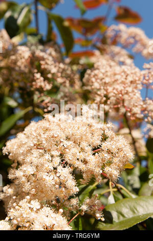 Attraktive Côte d'Ivoire, weiße Blüten von Red Robin, Photinia x fraseri, ein immergrüner Strauch wächst in kleine Baum, Blüte in der Mitte und Ende der Feder Stockfoto