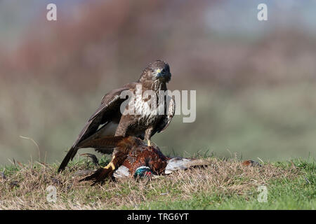 Mäusebussard (Buteo buteo) Ernährung und zum Schutz der Opfer Stockfoto